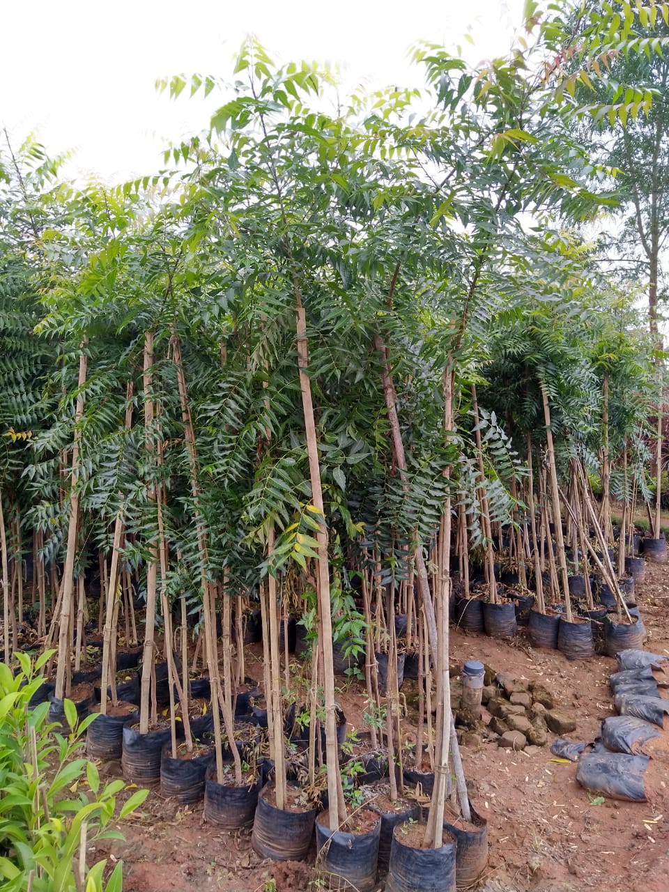 Best Kadiyam Nursery Call 6309717556, Kadiyam Nursery /kadiyam Online